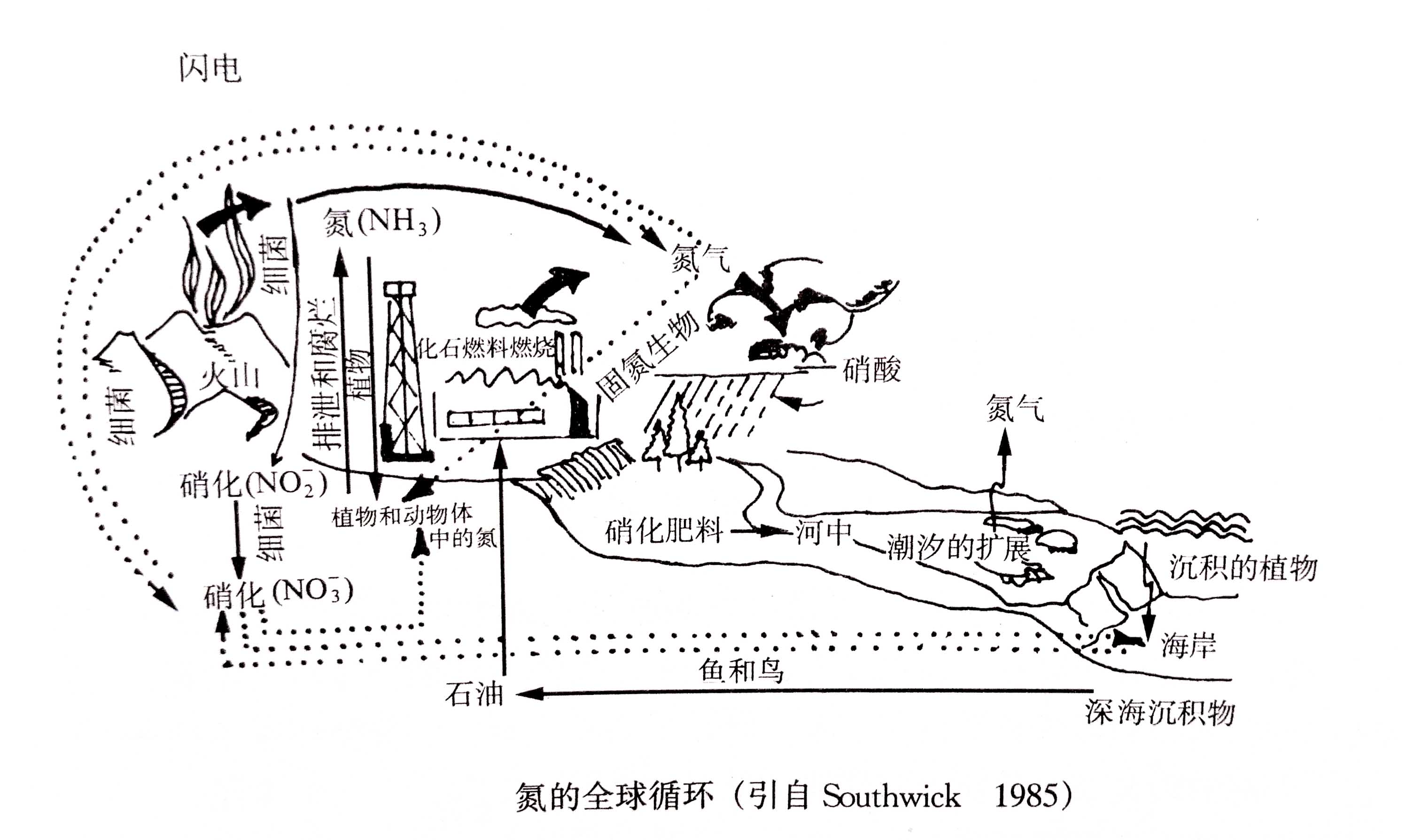 生態(tài)系統(tǒng)的物質(zhì)循環(huán)——氮、磷、硫循環(huán)